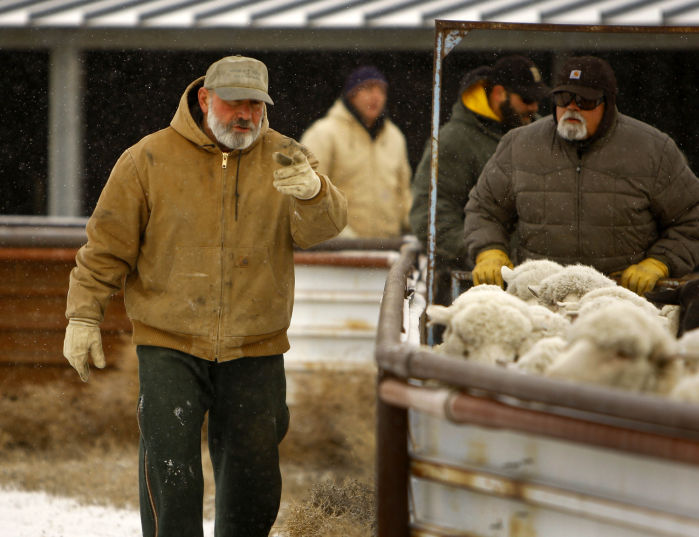 Sheep Rancher